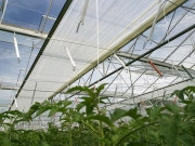 sls-10-ultra-plus-tomato_2